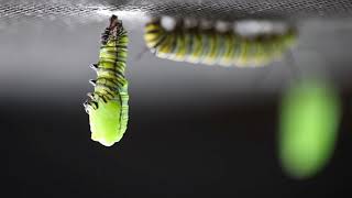 Butterfly Transformation. Part 1: Caterpillar to Chrysalis