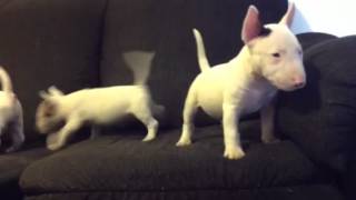 Top Quality Miniature Bull Terriers
