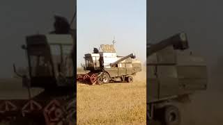 Уборка канадського ячменя дункан комбайн Fortschritt E 516 19.08.2018