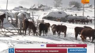 Жители аула в Восточно-Казахстанской области страдают от нашествия волков