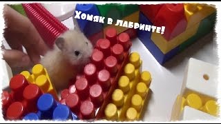 Хомяк Алиса в лабиринте! Полоса препятствий для хомяка.Выход за рамки))