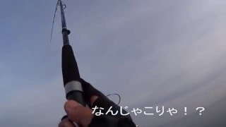 【5/6 富山県】岸からまさかのヒラマサ！サーフのテトラでライトショアジギングでフクラギ(ツバス)狙いのはずが予想外の大物。ジグパラ30gで63cm、4.5kg！今年初の青物です。