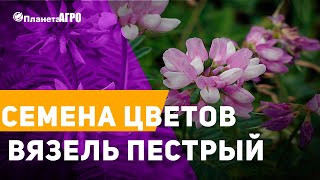 ? Семена цветов Вязель Пестрый ? Сад и огород с Планета Агро