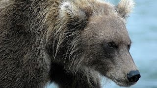офигевший медведь