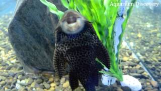 Pterygoplichthys gibbiceps Птеригоплихт парчовый