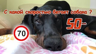 С какой скоростью бегает собака ?