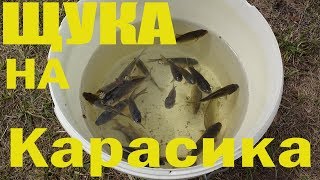 Ловля щуки на кружки,на карасика!Catching pike on mugs!