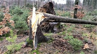 Что случилось с лесом в германии?