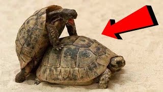 TOP 5 NEJBIZARNĚJŠÍ ZVÍŘECÍ RITUÁLY PRO PÁŘENÍ