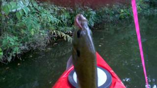 Bait caught on Yo Yo