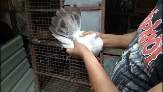 PIGEON LOVER ANWAR SEKH PIGEON LOFT  VISIT