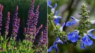 Dos variedades de salvia para otoño - Decogarden - Jardinatis