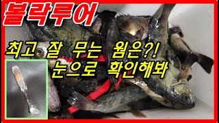 볼락이 제일 잘타는 웜은 있을까?