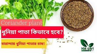 Dhone pata gach lagano । ধনিয়া পাতা চাষ পদ্ধতি।*Exclusive*
