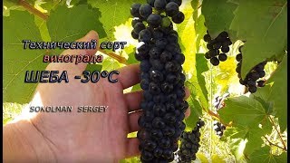 НЕУКРЫВНОЙ СОРТ ВИНОГРАДА ШЕБА -30°C. ТЕХНИЧЕСКИЕ СОРТА ВИНОГРАДА. МОРОЗОСТОЙКИЙ ВИНОГРАД ШЕБА!