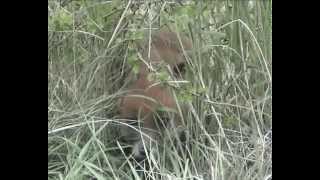 2 mn avec le renard en foret de Fontainebleau