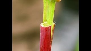 Прививка зеленым в зеленое: мой опыт и результаты.