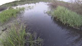 подводная охота 2017 на Скобелевском водохранилище. Камышатники 2. Разведка