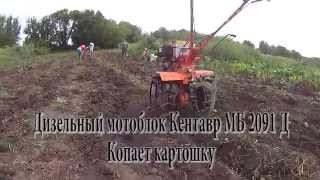 Кентавр МБ 2091 Д копает картошку
