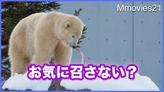 鼻でよけるその正体は？ 戸惑いをみせるリラ　Polar Bears Life