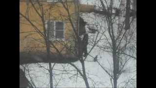 Мужик ''справляет нужду'' / Man "defecate"