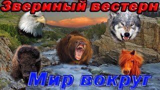 Мир животных. Дикий запад. Звериный вестерн. Северная Америка.