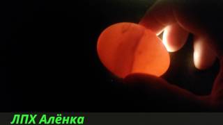 Инкубация.Овоскопирование - 10 день ( вторая партия 6 день)./Incubation. Ovoscopy - 10 days.