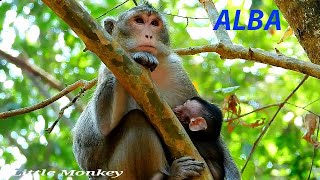 DON UNDERSTAND! AFTER TURTURING BABY MONKEY ALBA MANY TIME! ANNA HUGS AND BREASTFEEDING MONKEY ALBA!