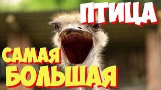 Какая самая большая в мире птица? | САМЫЕ САМЫЕ большие мира