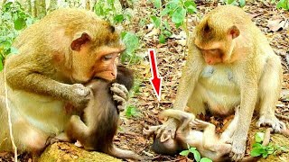 I'M HURT MOM!!! Mom Torturing baby monkey too hard