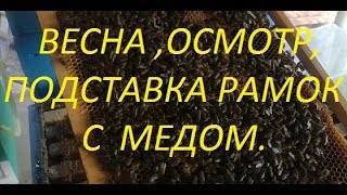 Осмотр семей, постановка медовых рамок.