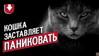 Как в боевике: английская кошка обратила в панику бультерьера и его хозяина