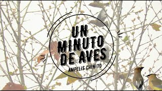 Un Minuto de Aves #60 Ampelis Chinito