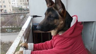 Прикол. Мухтар на охоте :)