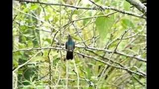 Colibri Esmeralda en su habitat (Olanchito,Honduras)