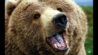 Тигр против медведя. Кто сильнее?