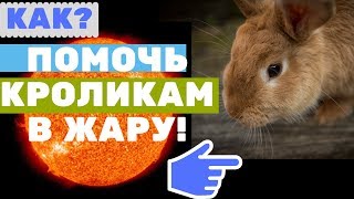 Кролики - Жара и Любовь
