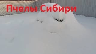 Зимовка пчел на улице в Сибири