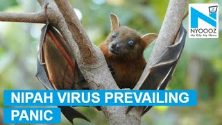 Nipah virus outbreak: 9 die, Centre sends team in  Kerala
