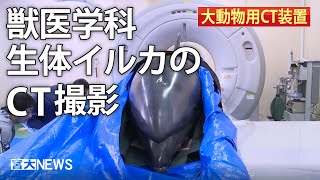 150023 宮大NEWS「農学部獣医学科 生体イルカのCT撮影」