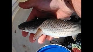 Рыбалка пеленгас  Азовское море.