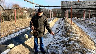 Глубина посадки, саженцев винограда.  Часть 1.