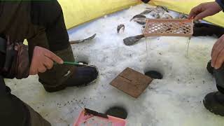 Соображаем на двоих. Шумиха 15.01.20 г.