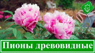 Древовидные пионы – посадка и уход в саду