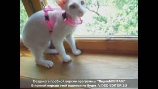 Поводок для кошки с Алиэкспресс . Для кошки Сфинкс.