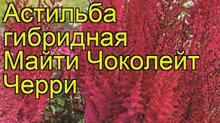 Астильба гибридная Майти Чоколейт Черри. Краткий обзор astilbe hybrida Mighty Chocolate Cherry