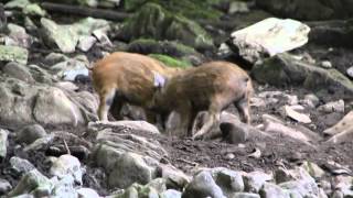 Драка двух диких кабанов. wild boars fighting