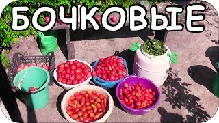 КАК СОЛИТЬ БОЧКОВЫЕ ПОМИДОРЫ - ОЧЕНЬ ПОДРОБНО - СОЛЮ МНОГО ЛЕТ