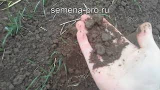 Канадская пшеница-двуручка. Прошло 24 дня.