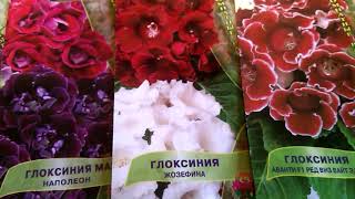 Ошибки!!!!Глоксинии из семян.